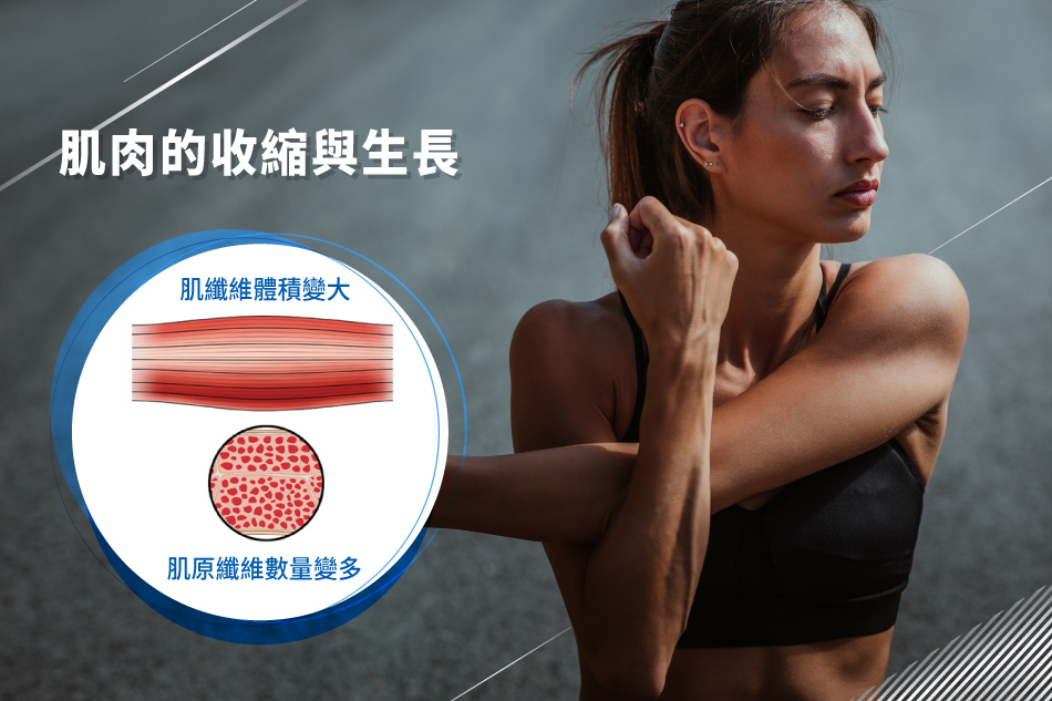 怎麼訓練肌肉？