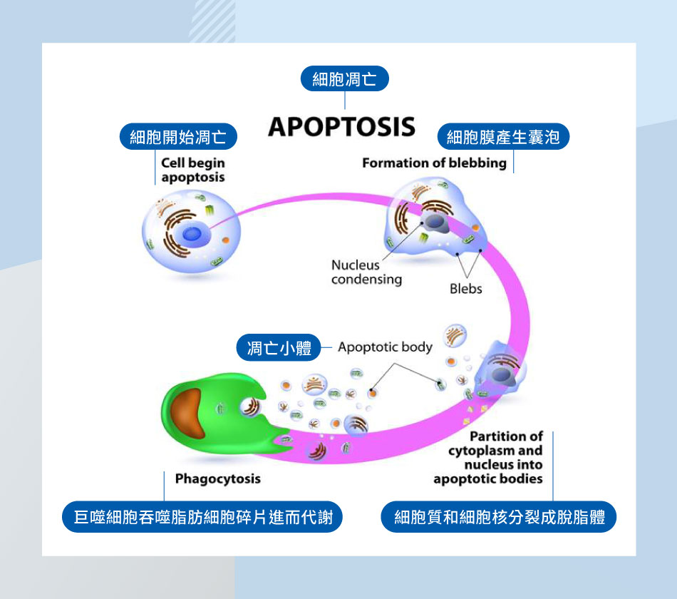 CMSlim可以加速脂肪細胞凋亡的速度