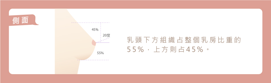 乳頭的高度和角度比例都恰到好處